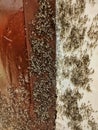 a group of black ant pests that are breeding with their eggs on the walls of a house Royalty Free Stock Photo