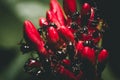 a group of black ants on a red flower Royalty Free Stock Photo