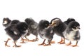 Group black baby chicken Royalty Free Stock Photo