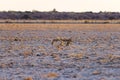 Group of Black Backed Jackals on the desert pan at sunset. Etosha National Park, the main travel destination in Namibia, Africa. Royalty Free Stock Photo