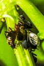 Group of black bean aphids and an ant Royalty Free Stock Photo