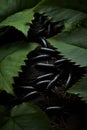 a group of black bugs surrounded by leaves