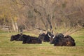 A group of black bulls lying on a pasture in Camargue Royalty Free Stock Photo