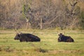 A group of black bulls lying on a pasture in Camargue Royalty Free Stock Photo