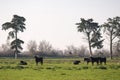 A group of black bulls standing on a pasture in Camargue Royalty Free Stock Photo