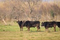 A group of black bulls standing on a pasture in Camargue