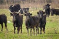 A group of black bulls standing on a pasture in Camargue