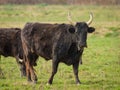 A group of black bulls standing on a pasture in Camargue