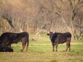 A group of black bulls standing on a pasture in Camargue