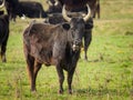 A group of black bulls standing on a pasture in Camargue Royalty Free Stock Photo