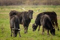 A group of black bulls standing on a pasture in Camargue Royalty Free Stock Photo