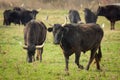 A group of black bulls standing on a pasture in Camargue Royalty Free Stock Photo