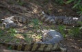 Group of Black Caiman Melanosuchus niger camouflaged on riverbank, Bolivia Royalty Free Stock Photo