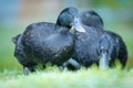 group of black cayuga ducks Royalty Free Stock Photo