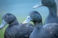 group of black cayuga ducks Royalty Free Stock Photo