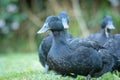 group of black cayuga ducks Royalty Free Stock Photo