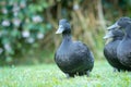 group of black cayuga ducks Royalty Free Stock Photo