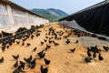 A group of black chicken Royalty Free Stock Photo