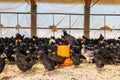 A group of black chicken Royalty Free Stock Photo