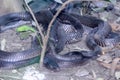 Black cobra snake group Royalty Free Stock Photo