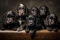 A group of black cocker spaniel puppies sitting on a leather couch Royalty Free Stock Photo