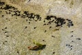 Group of black colour tadpole, aquatic larval of frogs