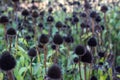 Group of Black cone flowers after the petals fell off Royalty Free Stock Photo