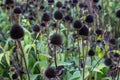 Group of Black cone flowers after the petals fell off Royalty Free Stock Photo