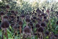 Group of Black cone flowers after the petals fell off Royalty Free Stock Photo