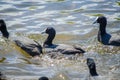 The group of black Coot water bird swimming in the pond at Sydney Park.