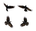 Group of black crow flying on white background. Animal. Royalty Free Stock Photo