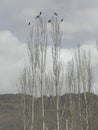 A group of black crows resting on spruce trees. Behind them is a view of a mountain and a cloudy sky.