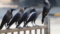 Group of black crows sitting on the railing.