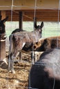 Group of black donkeys with a mother and baby suckling Royalty Free Stock Photo