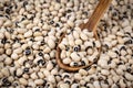 Group of black eyed or Cowpea beans Royalty Free Stock Photo