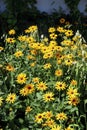 A Group of Blooming Black Eyed Susans Royalty Free Stock Photo