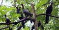 Group of Black fronted piping guan wild Costa Rica turkey like bird