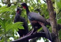 Group of Black fronted piping guan wild Costa Rica turkey like bird