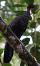 Group of Black fronted piping guan wild Costa Rica turkey like bird