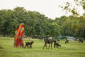 Group of black goats grazing on green grass in the meadow with female goatherd in India