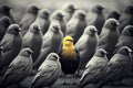 A group of black and Gold birds standing in a row. Toned. Standing out from the crowd. Leader.