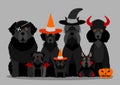 Group of black halloween dog