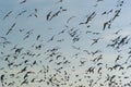 GROUP Black-headed gulls Royalty Free Stock Photo