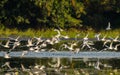 Group of Black Headed Gulls Royalty Free Stock Photo