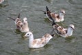 Group of Black-headed gulls or Chroicocephalus ridibundus syn. Larus ridibundus in juvenile plumage Royalty Free Stock Photo