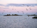 Group of black-headed gulls flying over breakwater of artificial island De Kreupel in IJsselmeer, Netherlands Royalty Free Stock Photo