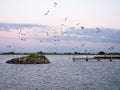 Group of black-headed gulls flying over breakwater of artificial island De Kreupel in IJsselmeer, Netherlands Royalty Free Stock Photo