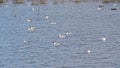 group of black headed gulls in the lake Royalty Free Stock Photo