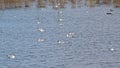 group of black headed gulls in the lake Royalty Free Stock Photo