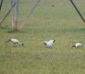 Group of black headed ibis bird on the grass field